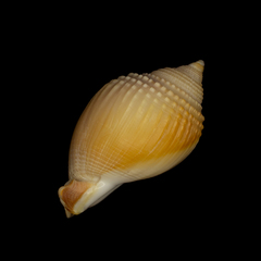 Semicassis semigranosa