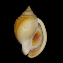 Semicassis semigranosa