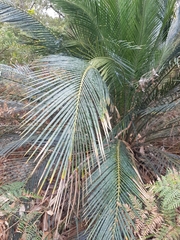 Macrozamia communis
