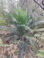 Macrozamia communis