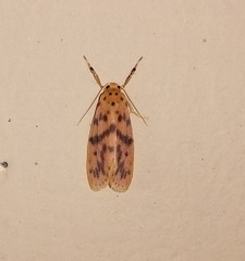 Miltochrista rubricosa