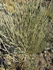 Cytisus supranubius