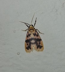 Miltochrista rubricosa