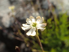 Silene saxifraga