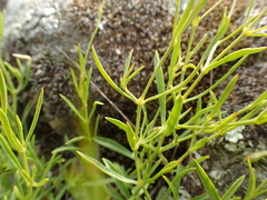 Silene saxifraga