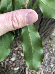 Toechima tenax