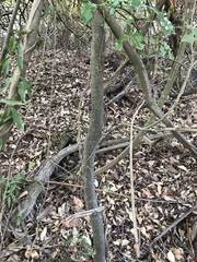 Toechima tenax