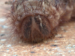 Chelepteryx chalepteryx