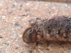 Chelepteryx chalepteryx