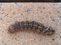 Chelepteryx chalepteryx