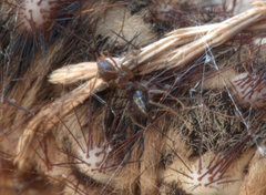 Chelepteryx chalepteryx