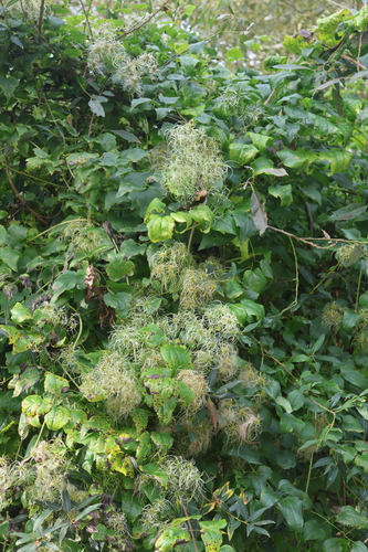 Old man's beard