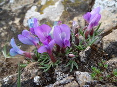 Oxytropis chakassiensis