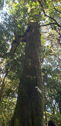 Syzygium observed 2019-12-04