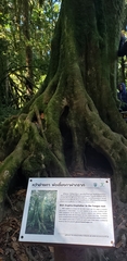 Syzygium angkae