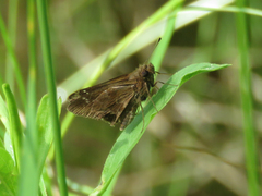 Cymaenes odilia