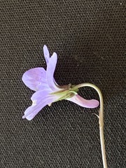 Viola grypoceras