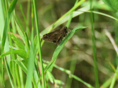 Cymaenes odilia