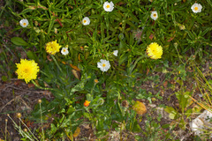 Urospermum dalechampii