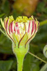 Urospermum dalechampii