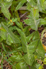 Urospermum dalechampii