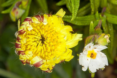 Urospermum dalechampii