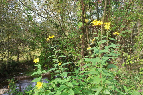 Jerusalem artichoke