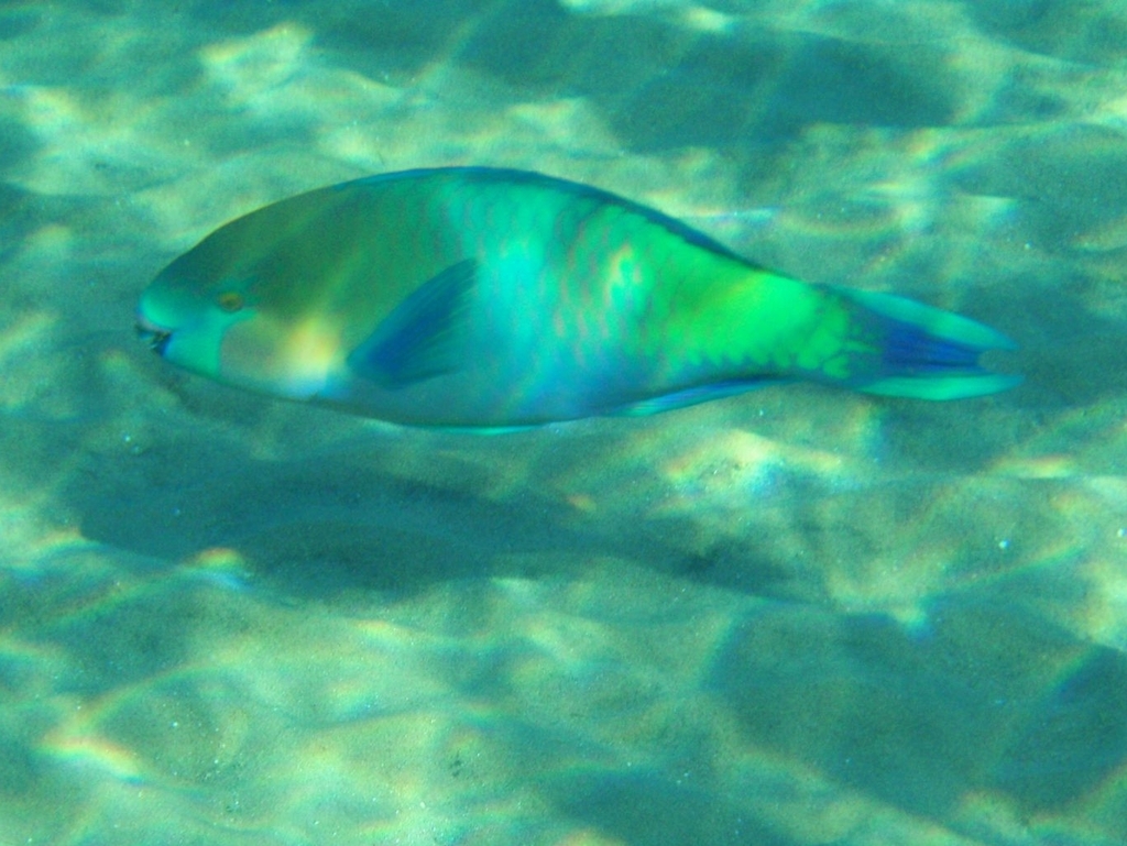 Rusty parrotfish