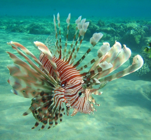 Indian Lionfish — seen at this dive site