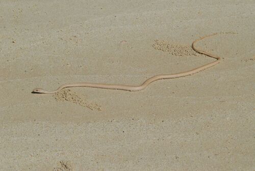 Egyptian Sand Snake
