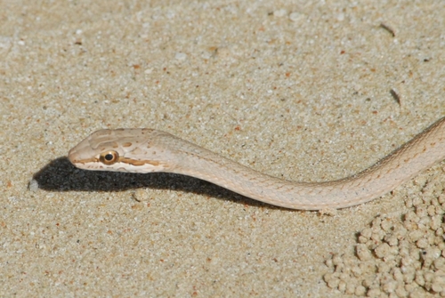 Egyptian Sand Snake