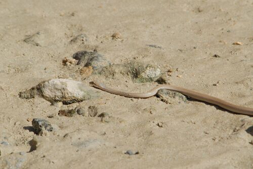 Egyptian Sand Snake