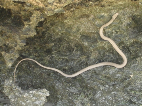 Egyptian Sand Snake