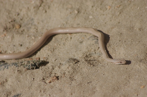 Egyptian Sand Snake