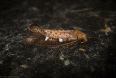 Azaleodes micronipha