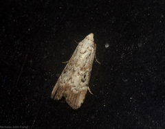 Heteromicta tripartitella