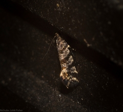 Parochmastis styracodes