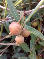 Campomanesia adamantium