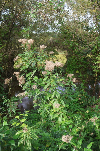 hemp agrimony