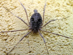Bidentolophus bidens