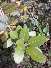Salacia crassifolia
