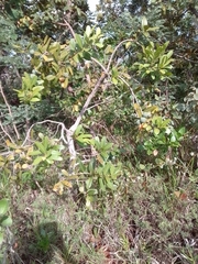 Salacia crassifolia