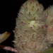 Ptilotus aervoides - Photo (c) Tim Hammer, some rights reserved (CC BY), uploaded by Tim Hammer