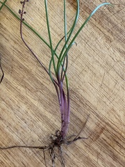 Triglochin calcitrapa