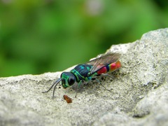 Chrysis sickmanni