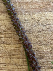 Triglochin calcitrapa