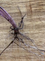 Triglochin calcitrapa