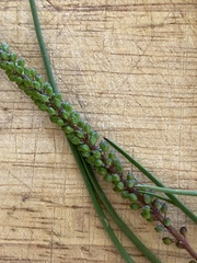 Triglochin calcitrapa