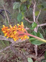 Palicourea rigida