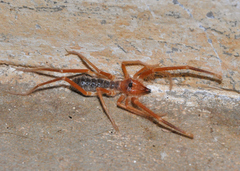 Galeodidae